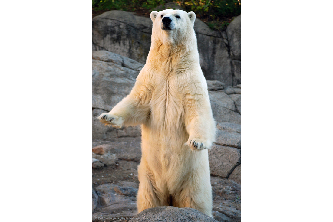 Standing Polar Bear